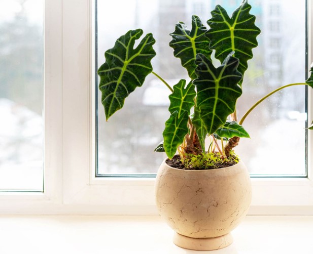 Using Alocasia as Accent Plants: Tips for Stunning Interiors