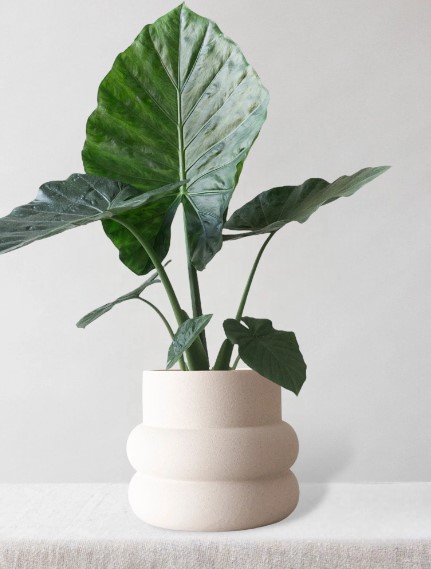 Understanding Variegated Alocasia Nobilis: A Collector’s Dream