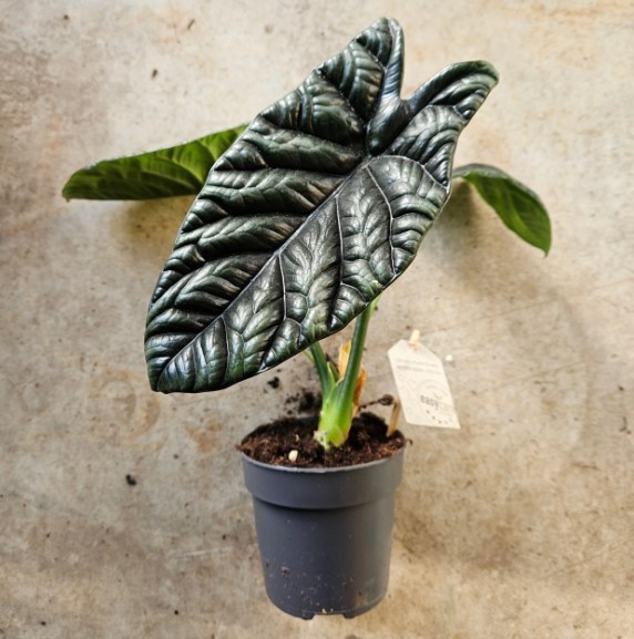 Alocasia Pink Dragon Price: What You Need to Know Before Buying