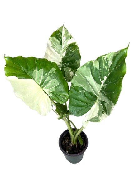 Should I Repot My Alocasia? Signs It’s Time to Transplant