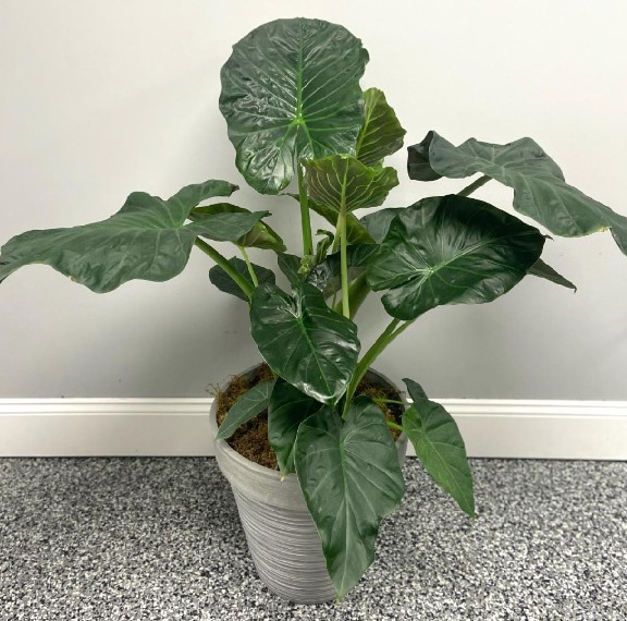 Using an Alocasia Water Meter: How to Ensure Proper Hydration