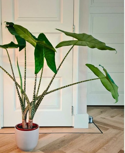 Exploring the Beauty of Pink Dragon Scale Alocasia