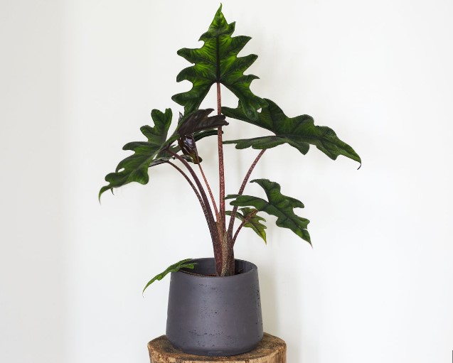 What Kind of Light Does Alocasia Need? A Guide for Growers