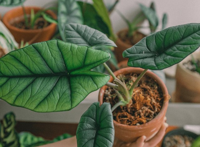 Types of Alocasia with Pictures: Find Your Perfect Match