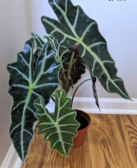 Caring for Alocasia Infernal: Tips for a Lush Indoor Plant