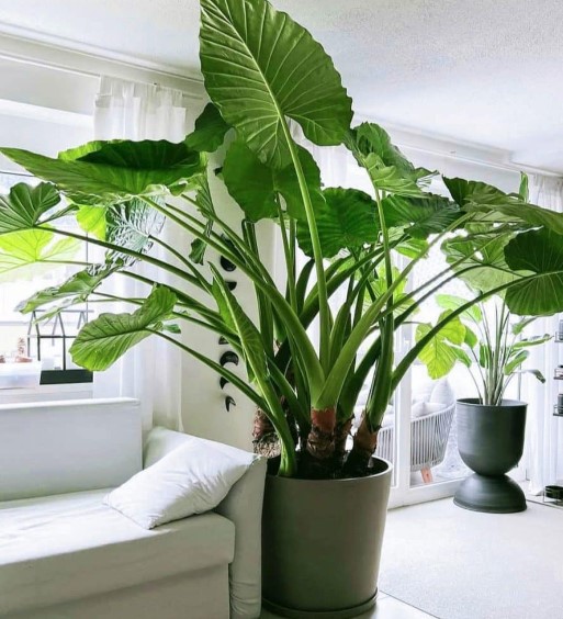 Understanding Alocasia Plant Sweating: What You Need to Know