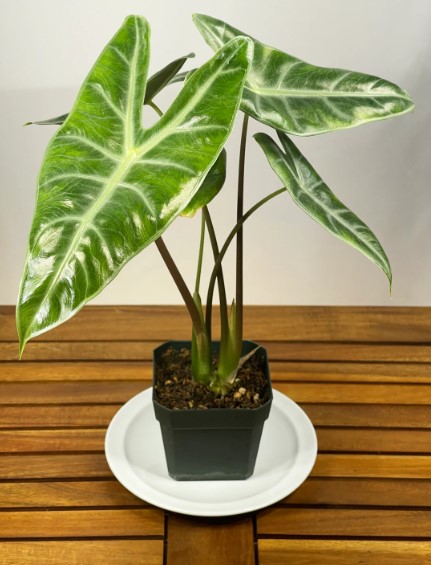 Understanding Alocasia Sanderiana Nobilis: Care and Features