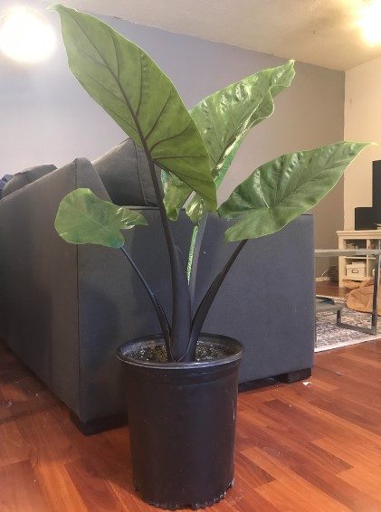 Choosing the Right Pot Size for Your Alocasia: A Complete Guide