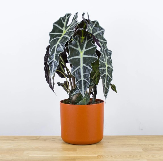 Alocasia Vigoro: A Robust Variety for Indoor Gardening