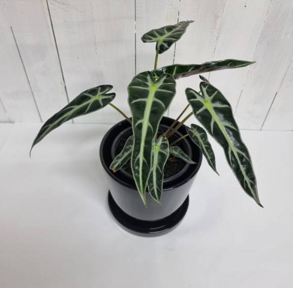 Alocasia Baginda Dragon Scale Care: Keeping Your Plant Healthy