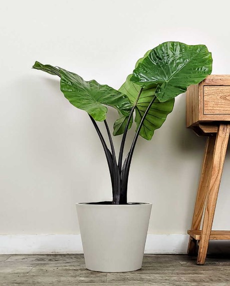 Alocasia Tiny Dancer Plant Care: Tips for a Thriving Indoor Garden